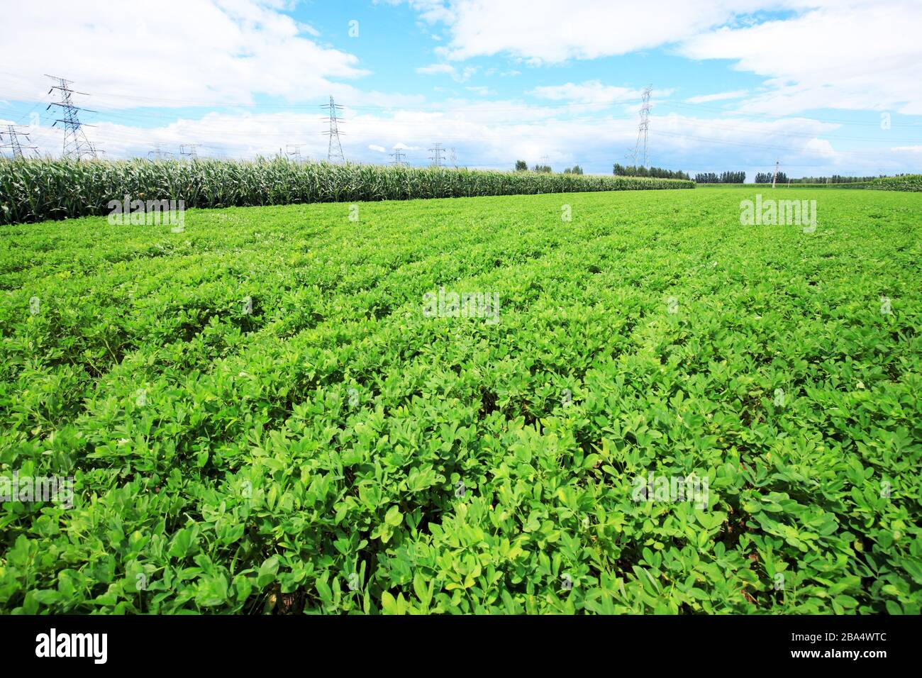 The peanut growing in the field Stock Photo Alamy