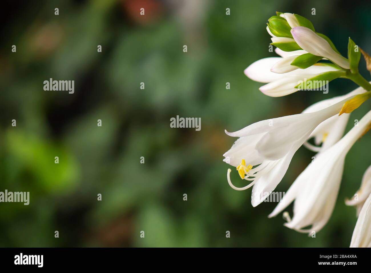 White flowers and buds of a hosta plant. Sometimes called a plantain lily. These plants prefer shade and make a beautiful ground cover. Stock Photo