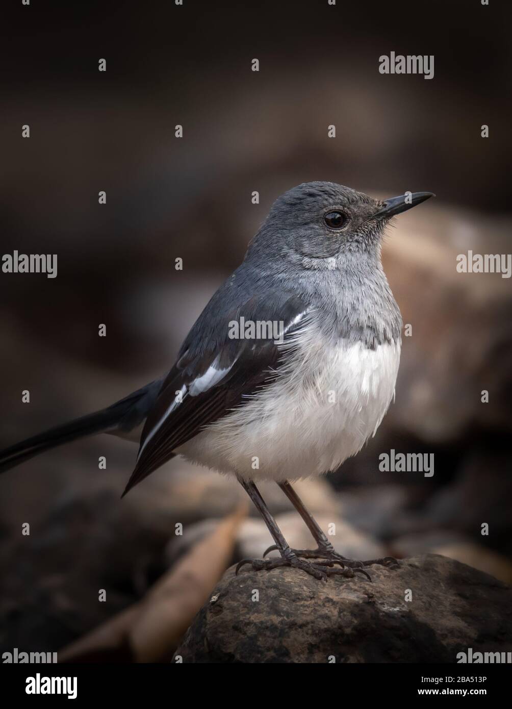 closeup shot of a oriental magpie-robin perched on a rock  Stock Photo