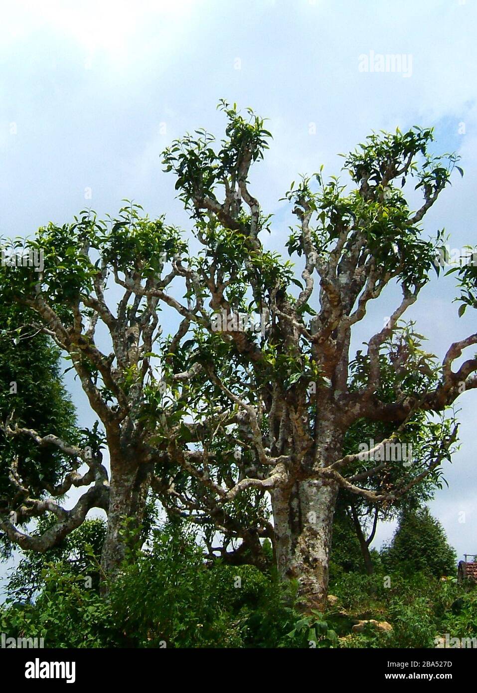 Suoi giang hi-res stock photography and images - Alamy