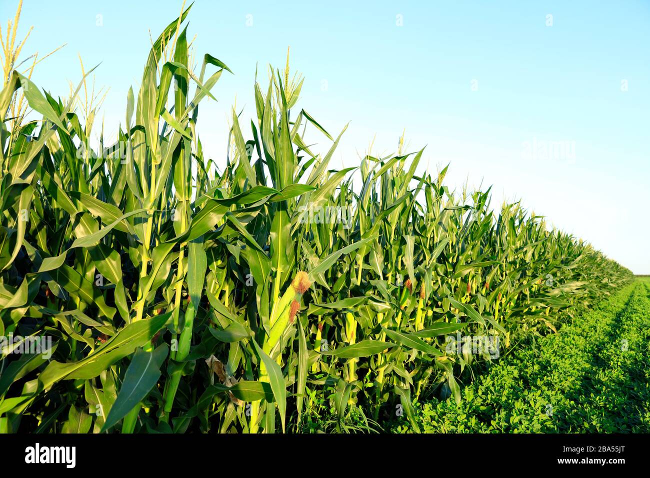 The corn growing in the field Stock Photo Alamy