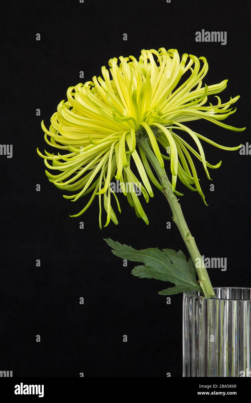 Bright yellow spider mum flower in a rippled glass vase against black background Stock Photo