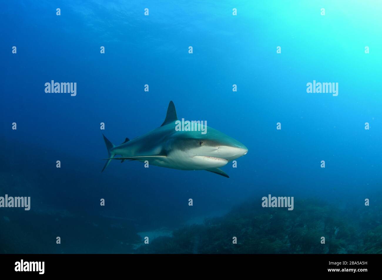 St. Maarten is a great place for scuba diving with Caribbean reef