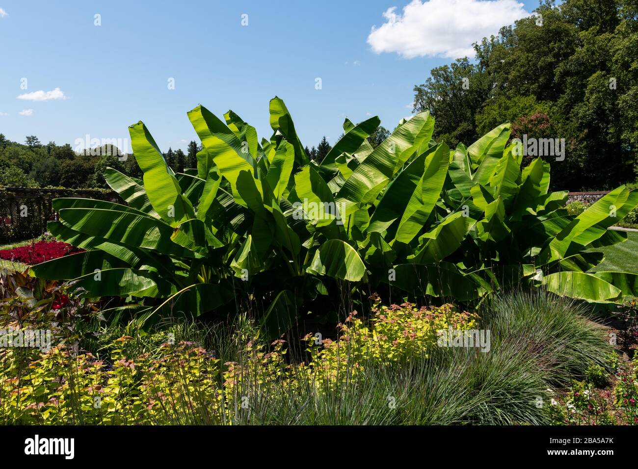 Asheville, North Carolina - July 24, 2019 - Beautiful flowers in Biltmore conservatory gardens. Stock Photo