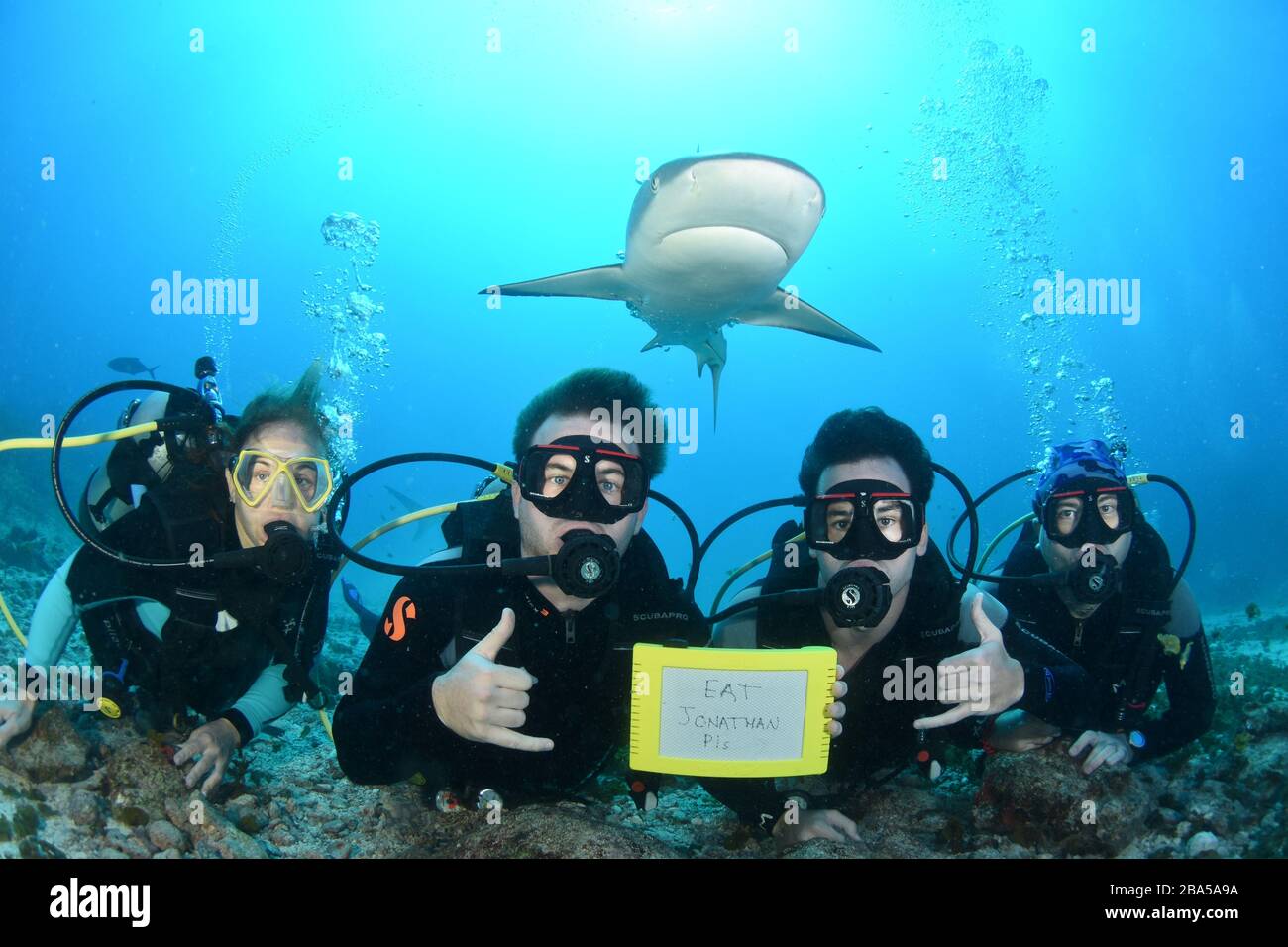 St. Maarten is a great place for scuba diving with Caribbean reef sharks and Ocean Explorers