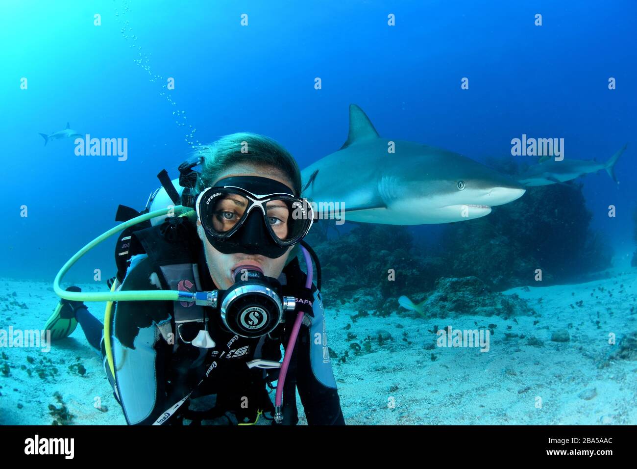 St. Maarten is a great place for scuba diving with Caribbean reef sharks and Ocean Explorers