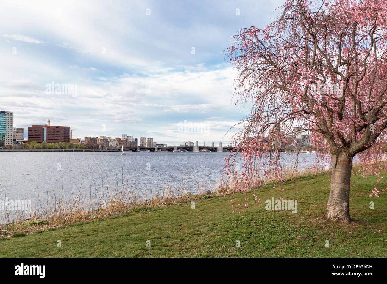 Cherry Blossom in Boston City Stock Photo Alamy