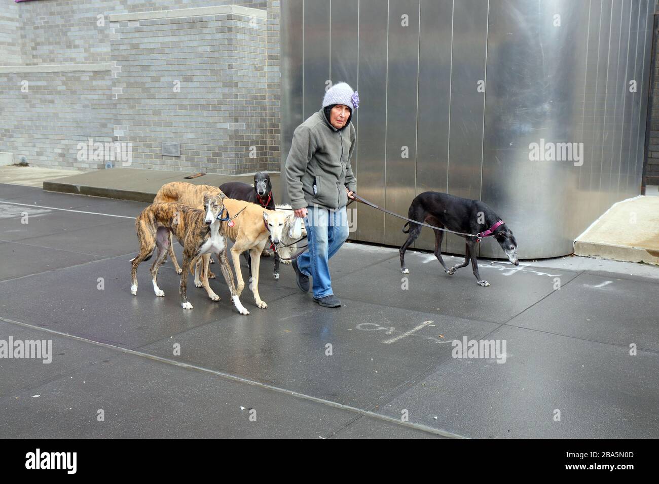 New York, NY, 25th March 2020. The mood in the City as a woman walks her several whippets during COVID-19 coronavirus pandemic. Credit: Robert K. Chin. Stock Photo