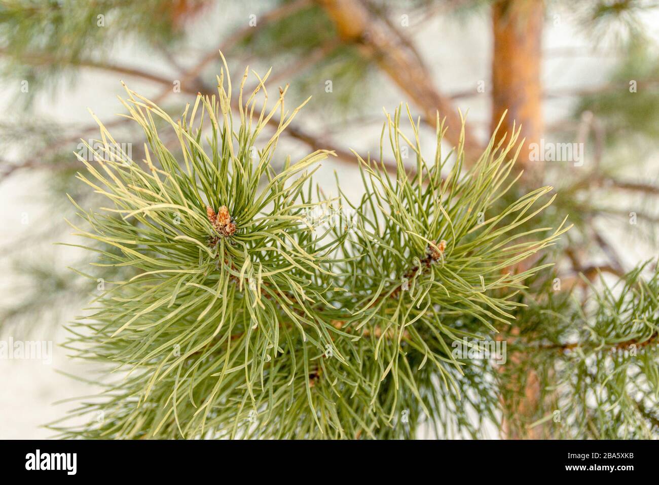 spring Siberian pine branch with long needles, selective focus Stock Photo