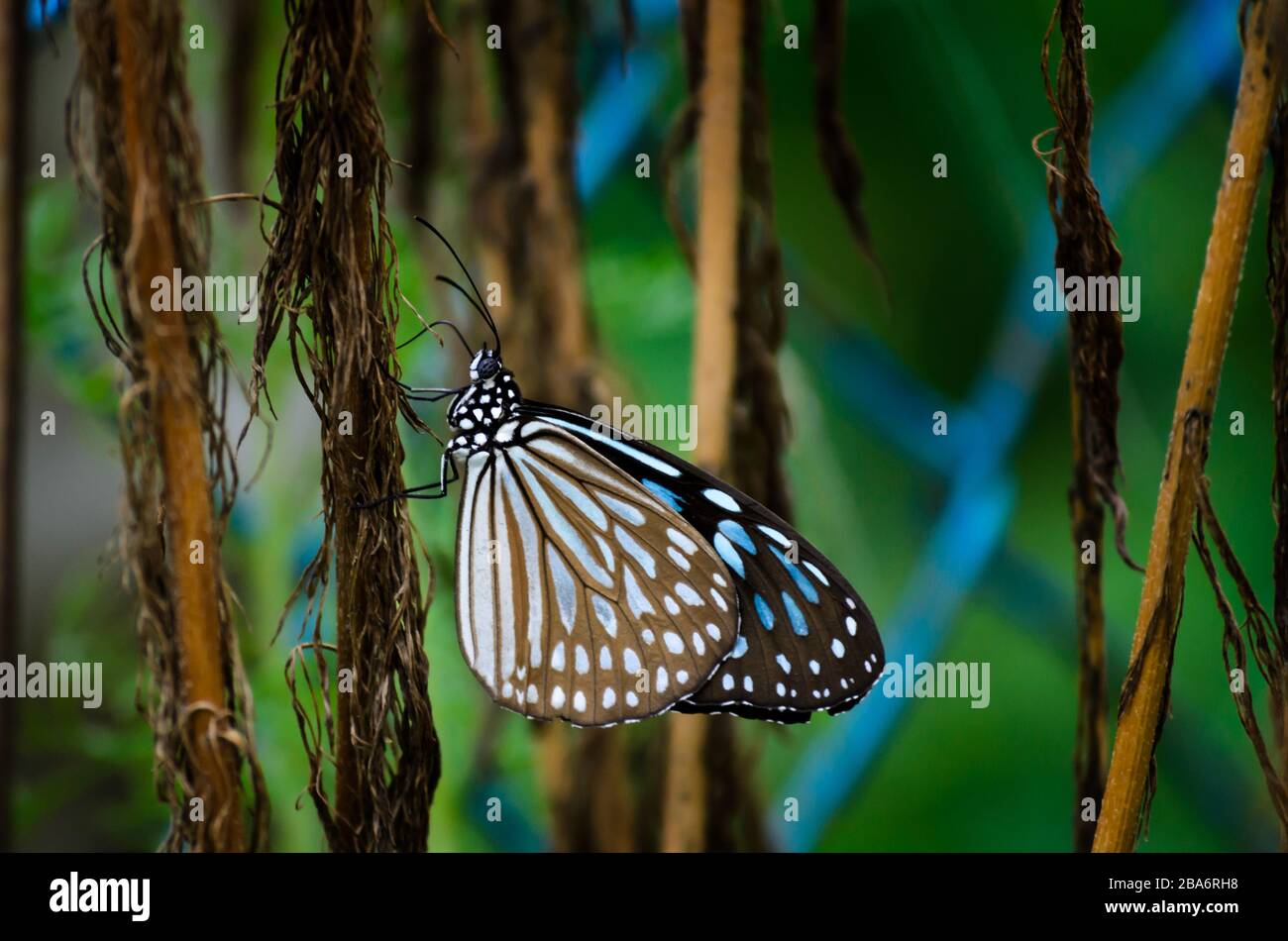 Glassy Blue Tiger Butterfly resting on dead dill, aromatic herb with delicate, feathery green leaves. Stock Photo