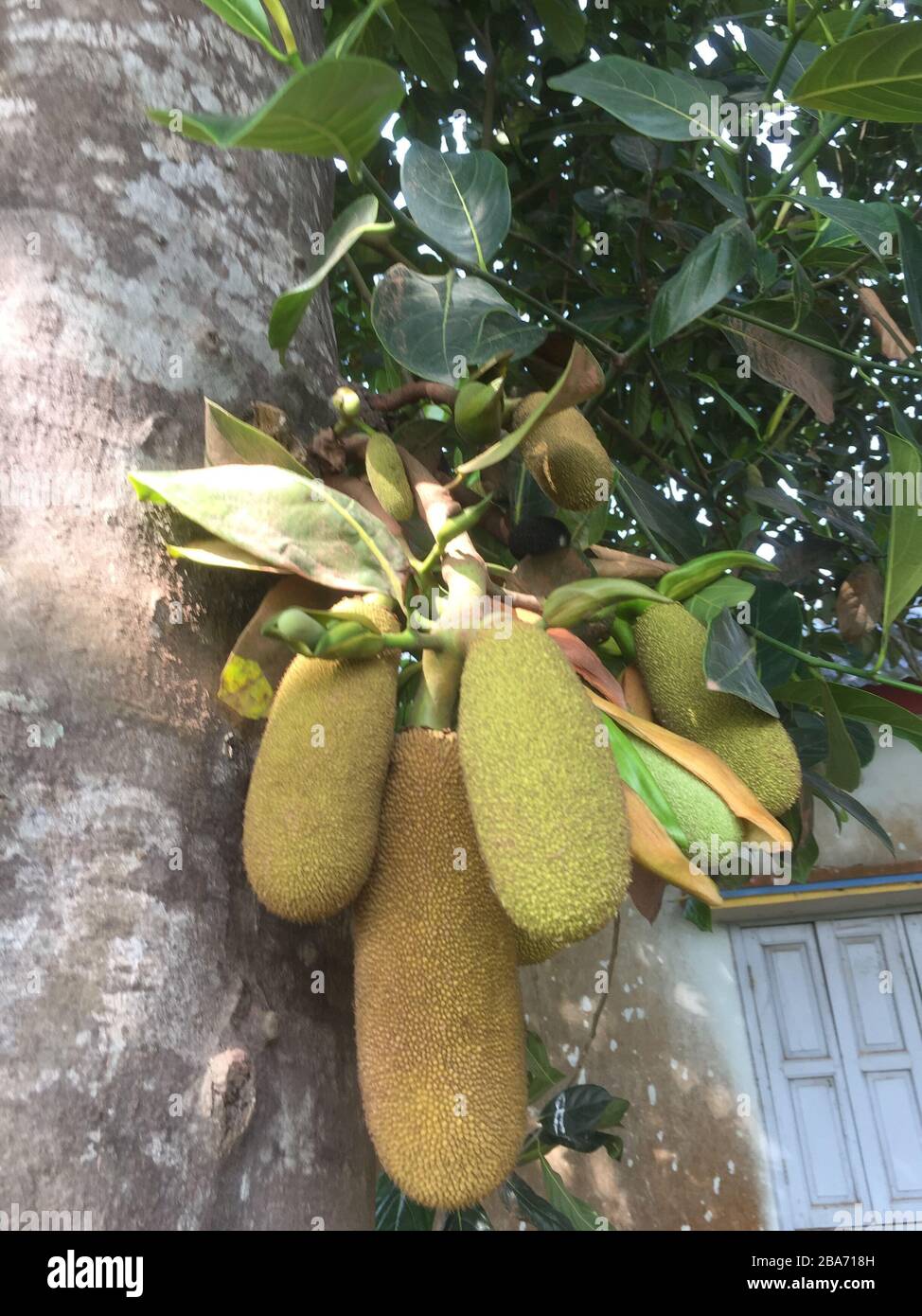 Jack Fruits Tree Stock Photo Alamy