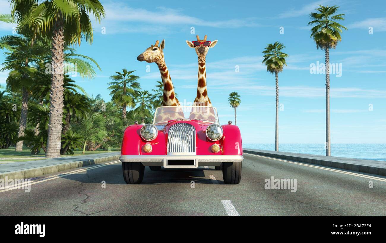 Giraffe couple in a retro car . Safari trip concept . This is a 3d render illustration . Stock Photo