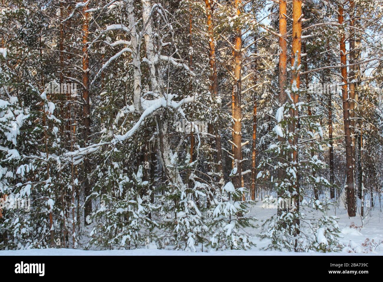 Winter snowy pine forest hi-res stock photography and images - Alamy