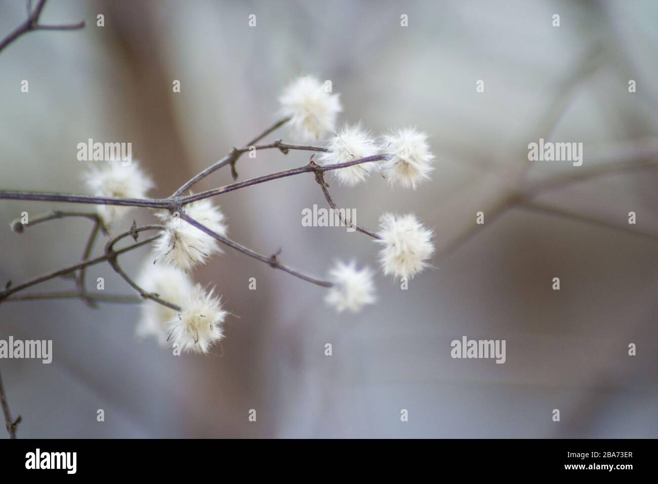 Branches of hedge with fluffy white seeds, that looks like white