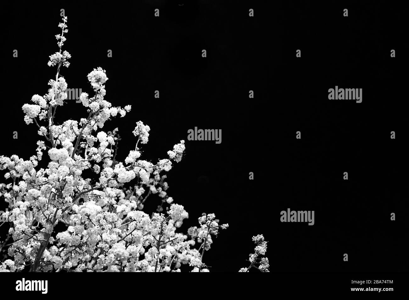 Cherry blossom Black and White Stock Photos & Images - Alamy