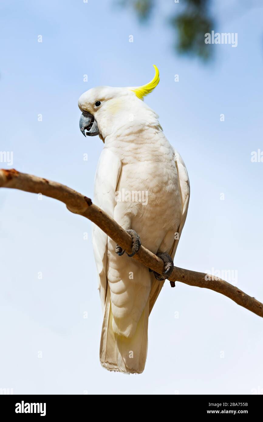 Birds / Australian Sulphur Crested Cockatoos in Halls Gap, Victoria