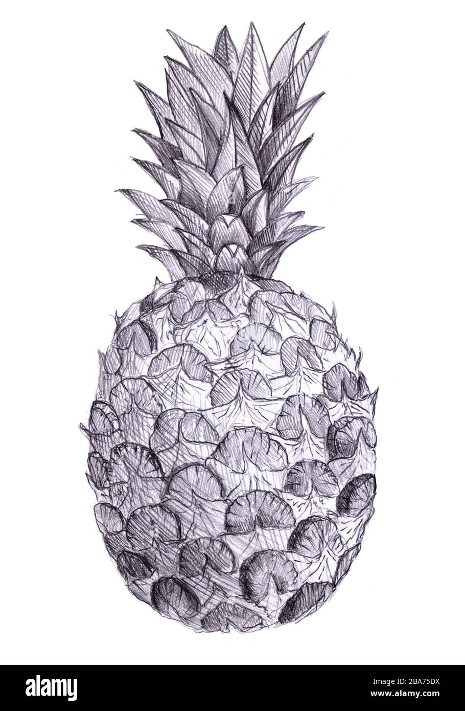 Pineapple pencil drawn sketch, illustration tropical fruit Stock Photo