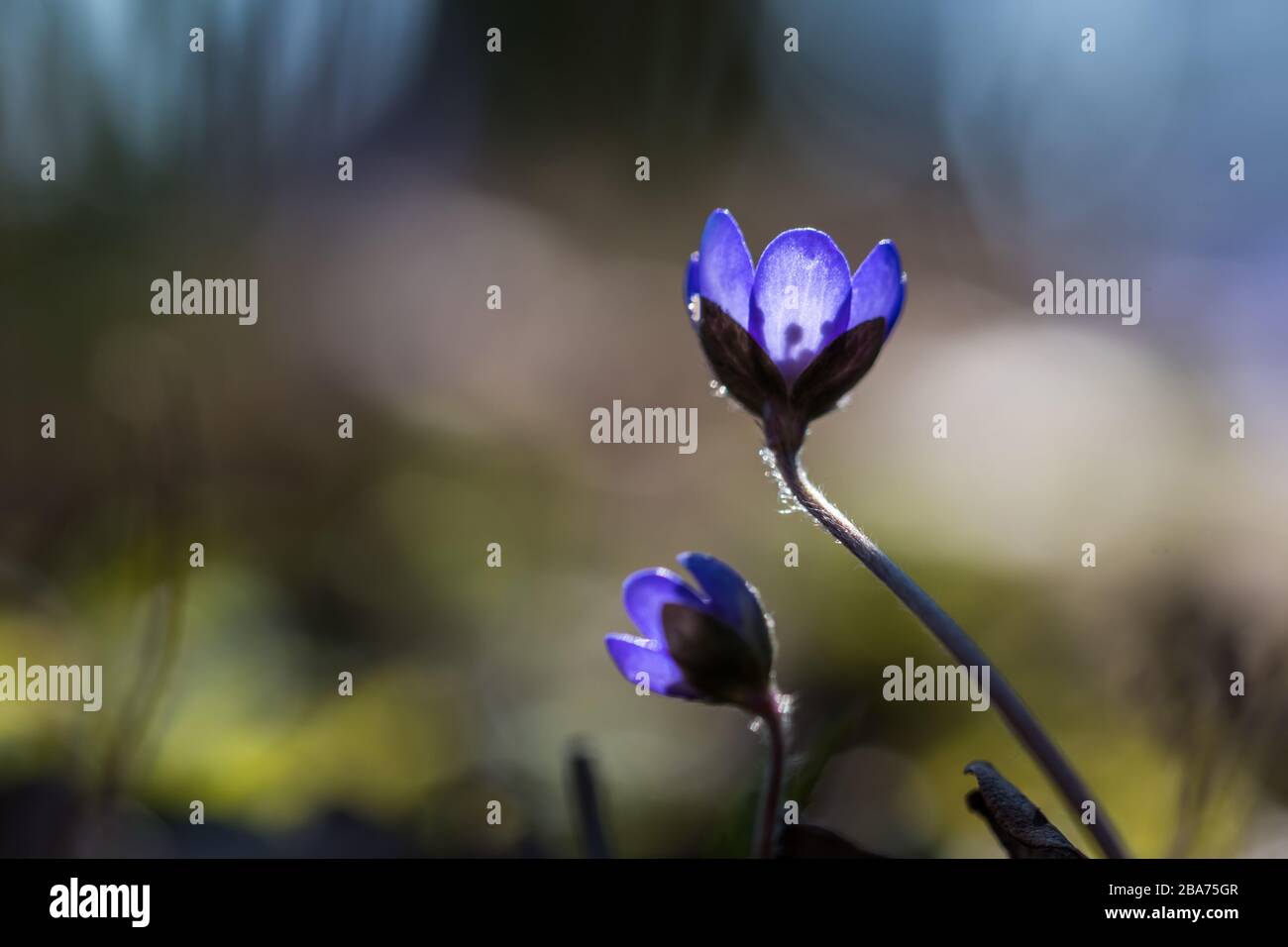 Beautiful Blue Anemones in backlight - early spring sign Stock Photo