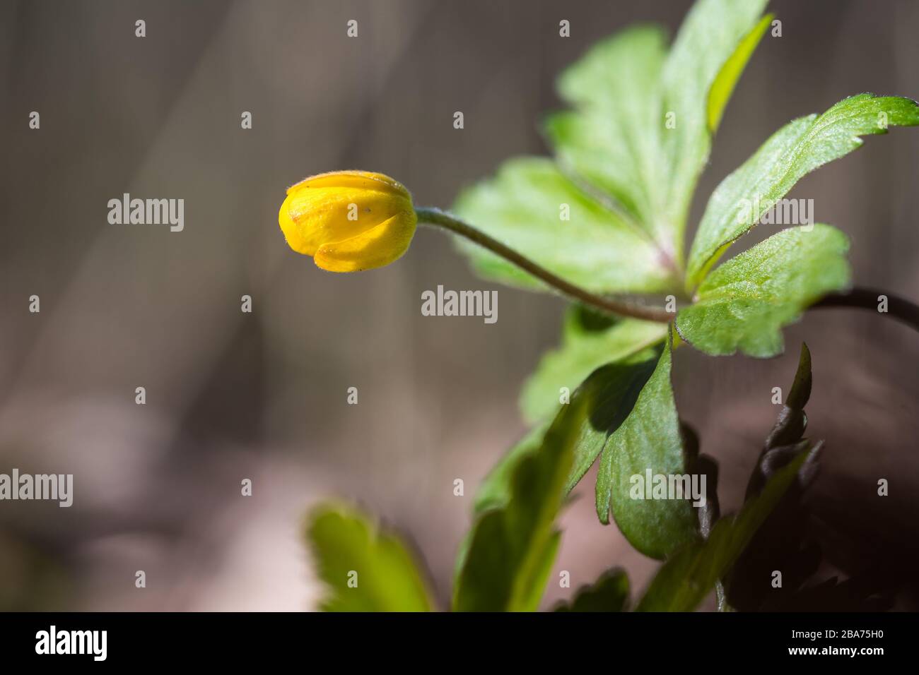 Yellow Anemone bud close up will sonn start to bloom Stock Photo