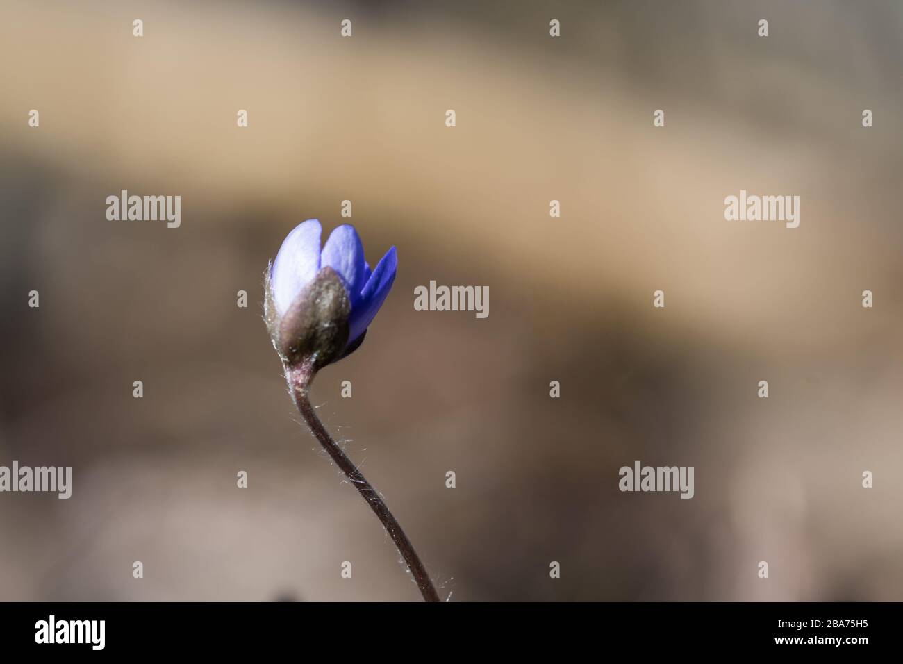 Blue Anemone bud close up in springtime sunshine Stock Photo