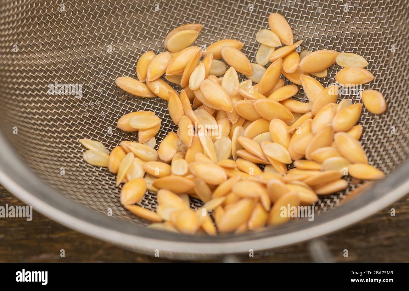 Melon seeds ready for planting in spring Stock Photo