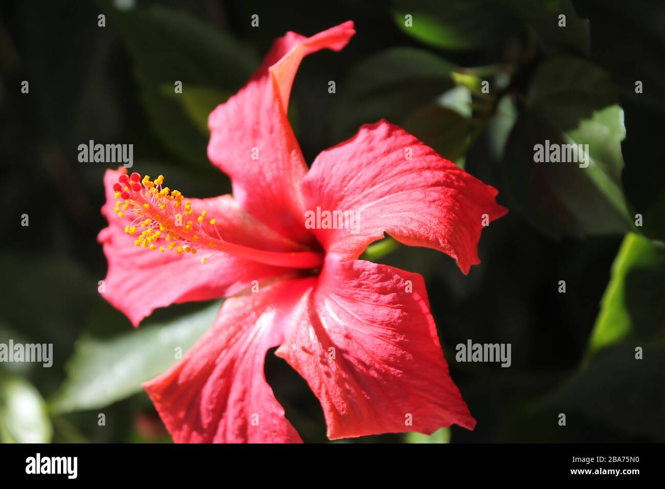 Hibiscus is a genus of flowering plants in the mallow family. Stock Photo