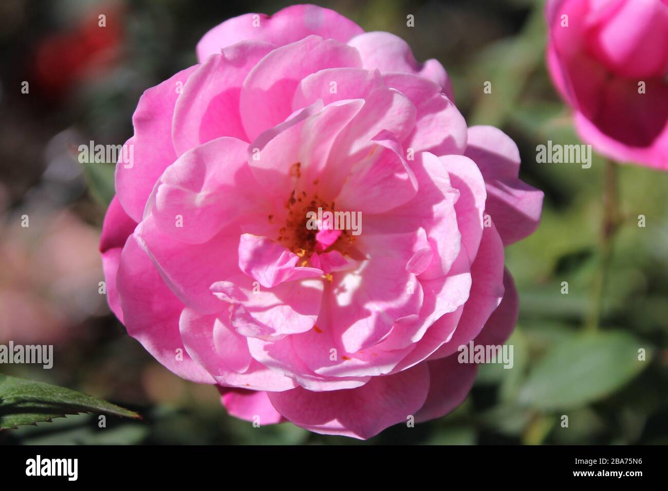 Coral rose flower in roses garden. Top view. Soft focus. Stock Photo