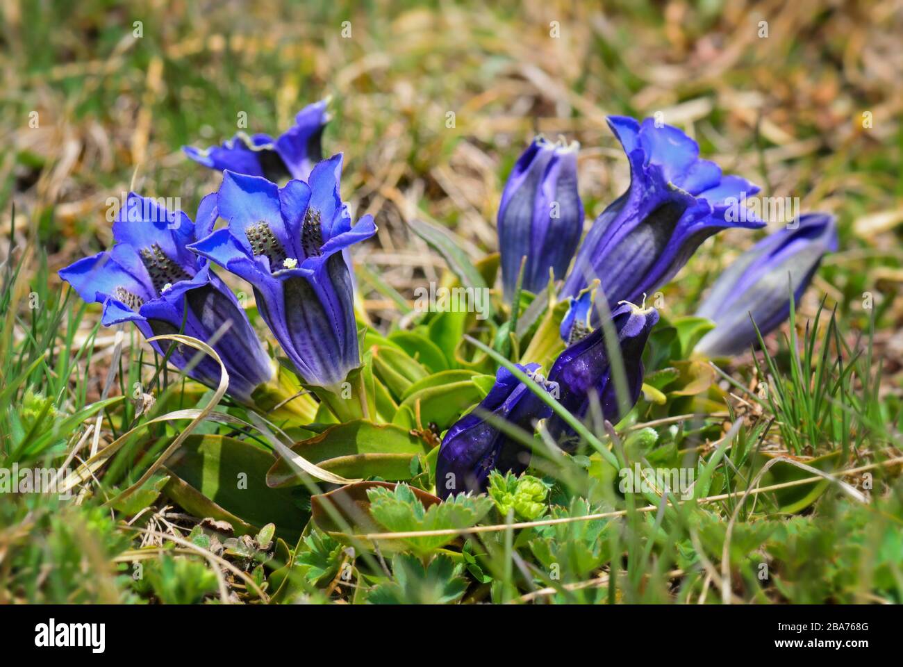 Gentian - Gentiana acaulis, beautiful blue flower from high-altitude Alps, Austria. Stock Photo