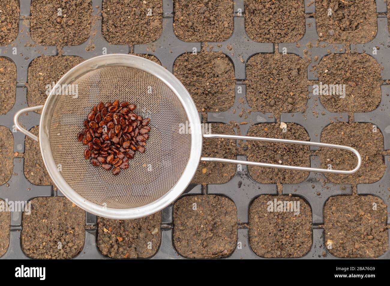 Watermelon seeds ready for sowing in the spring Stock Photo