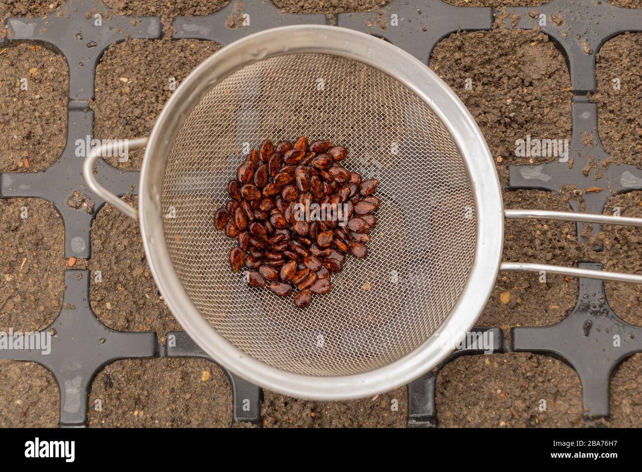 Watermelon seeds close up ready for sowing in the spring Stock Photo