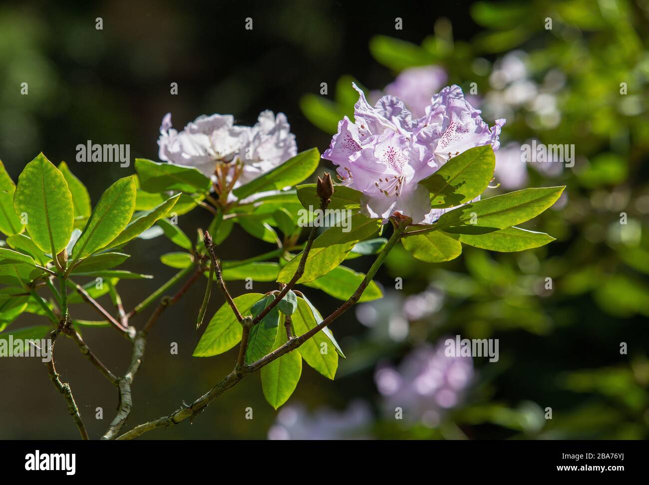 Idyllic blooming white rhododendrons (with a slight shade of purple) in the garden of Albert Kahn Stock Photo