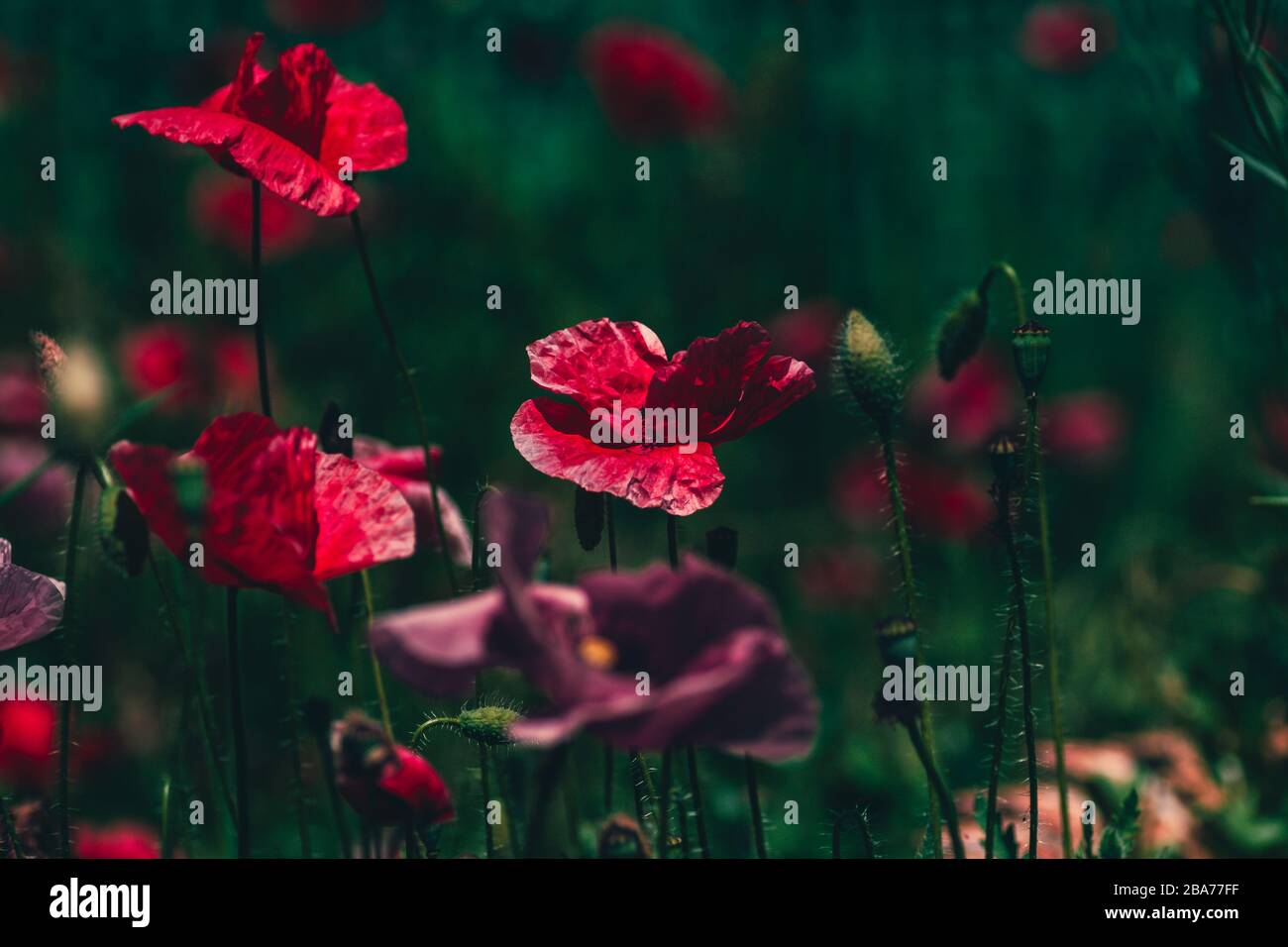 summer meadow with red poppies Field of wild of different colored species red purple yellow growing outdoors in a natural environment under the open sky Stock Photo