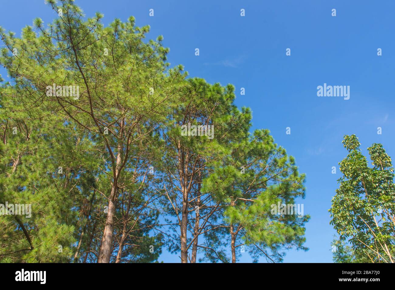 trunks of tall old trees in a pine forest Stock Photo - Alamy