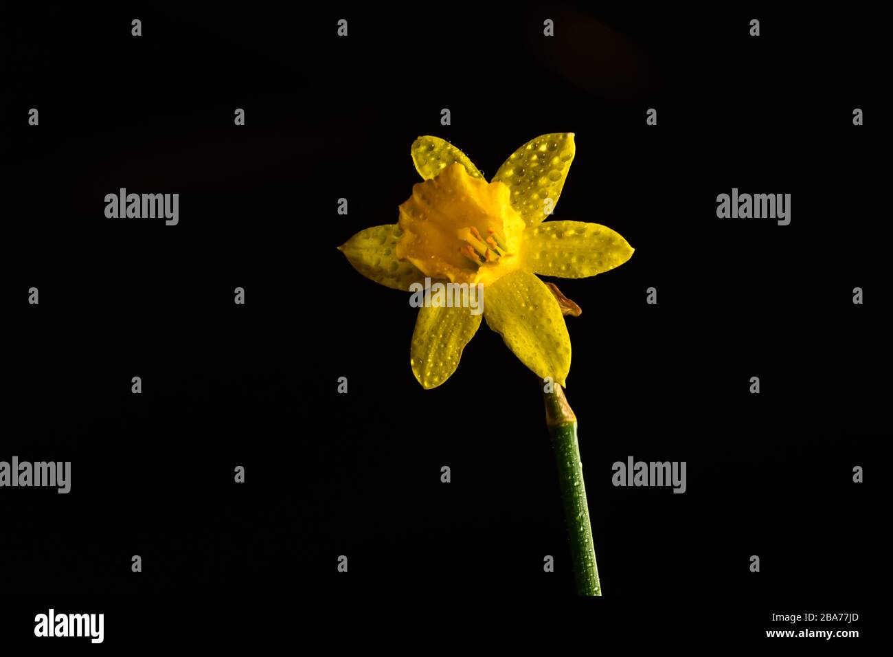 Daffodil flower isolated on black background Stock Photo