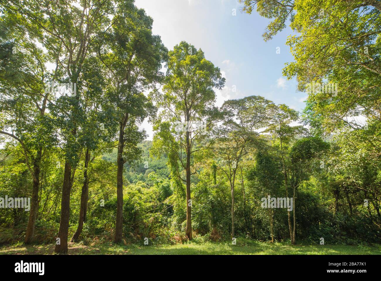 trunks of tall old trees in a pine forest Stock Photo - Alamy