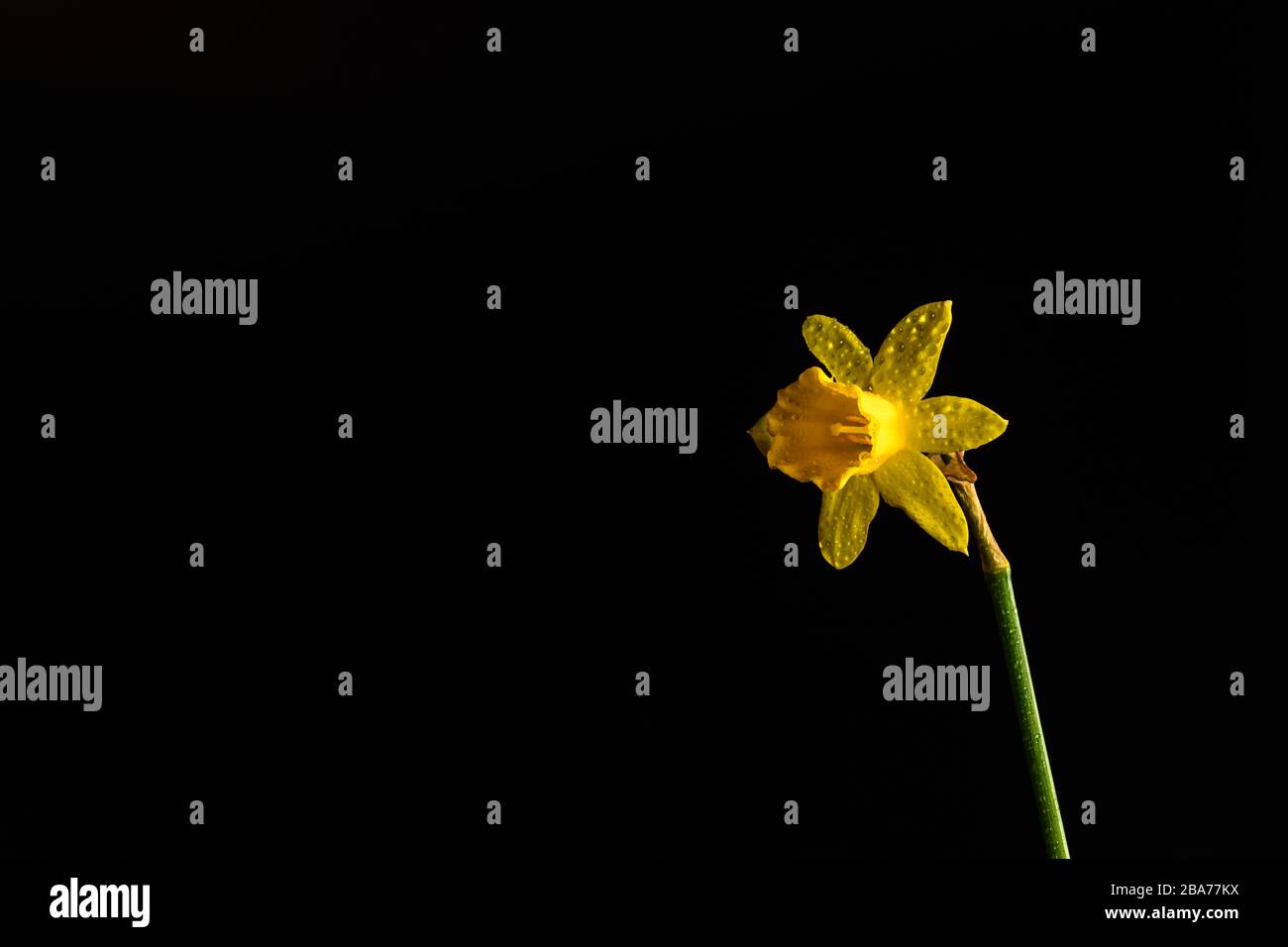 Daffodil flower isolated on black background Stock Photo
