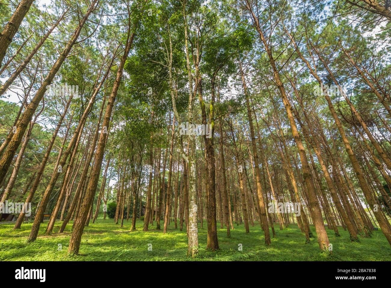 trunks of tall old trees in a pine forest Stock Photo - Alamy