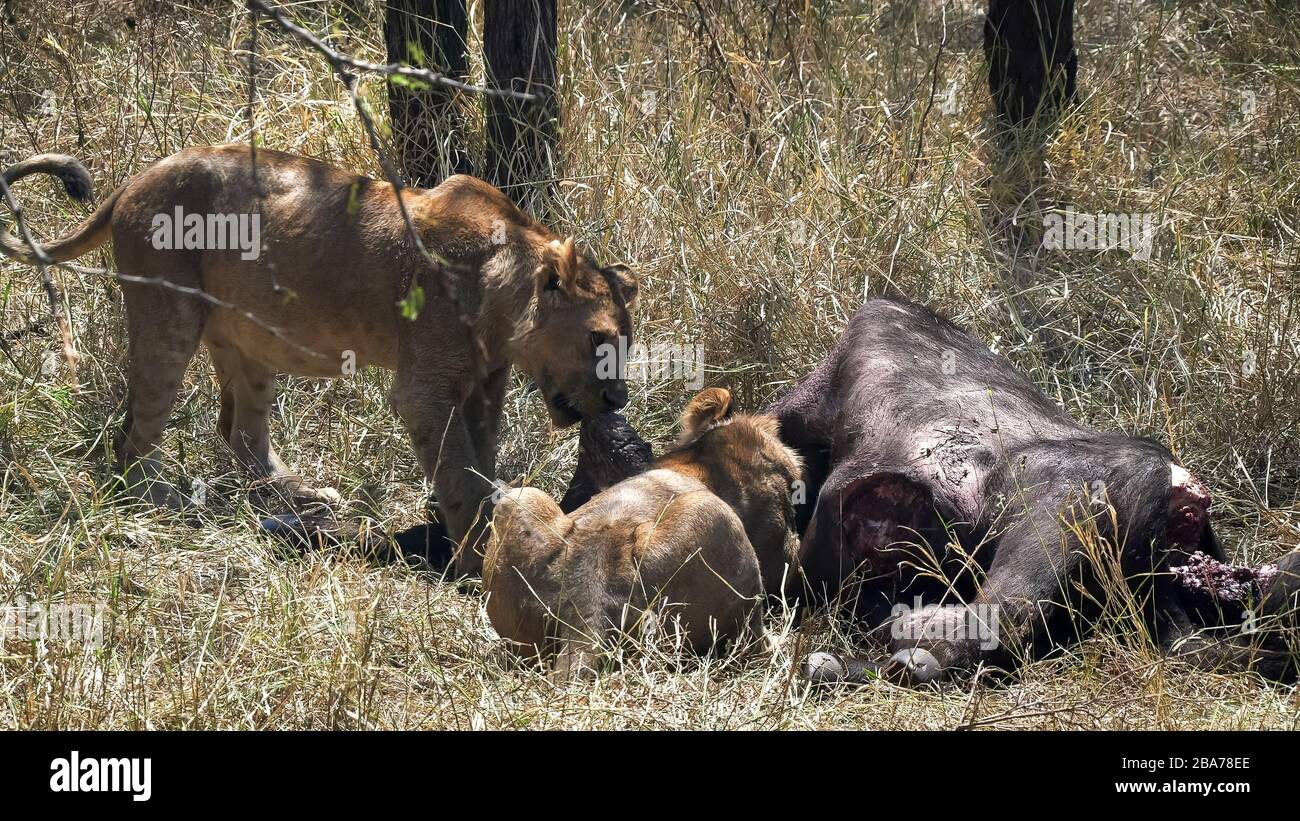Lion Kill Buffalo High Resolution Stock Photography and Images - Alamy