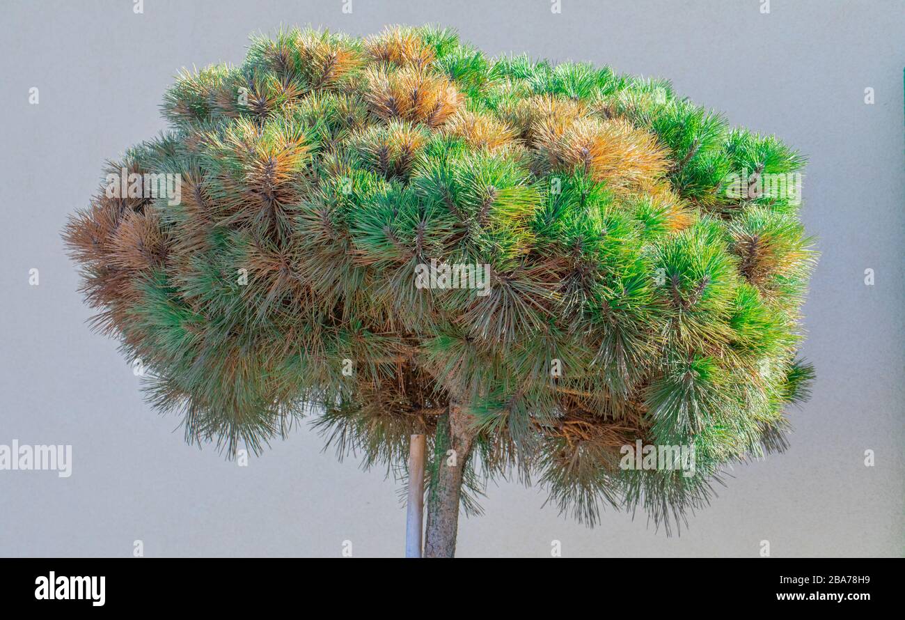 Pinus mugo Dwarf mountain pine on the trunk. Stock Photo