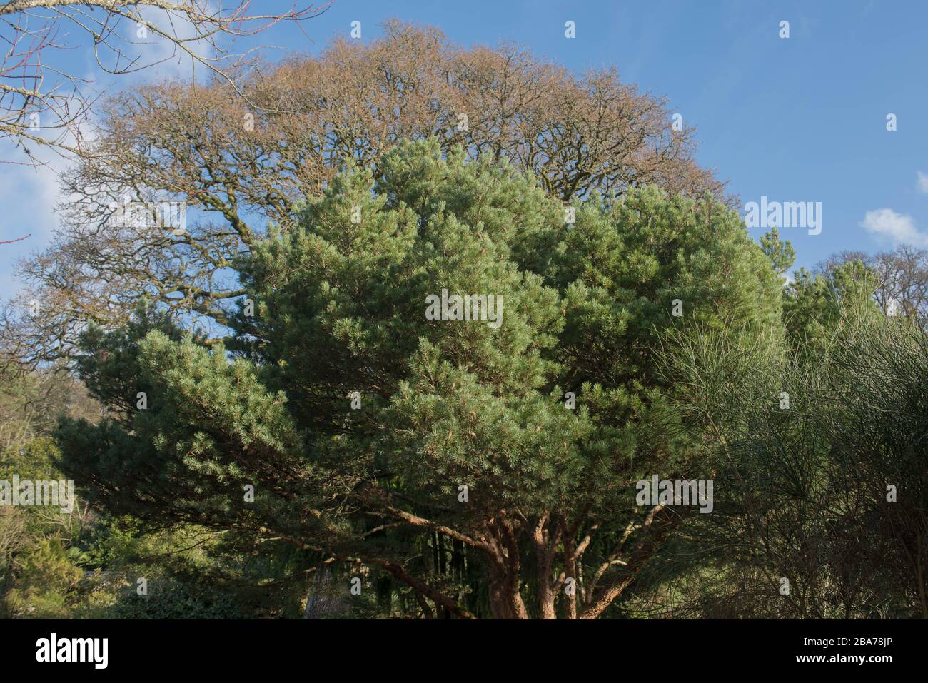 Winter Foliage of a Scots Pine Shrub (Pinus sylvestris 'Beuvronensis') in a Country Cottage Garden in Rural, Devon, England, UK Stock Photo