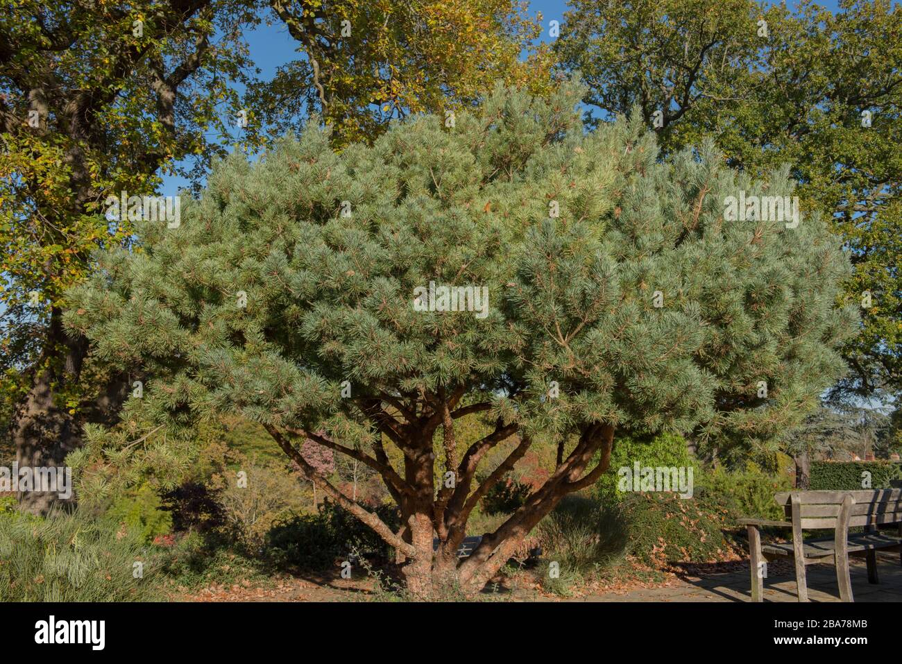 Winter Foliage of a Scots Pine Shrub (Pinus sylvestris 'Beuvronensis') in a Country Cottage Garden in Rura Surrey, England, UK Stock Photo