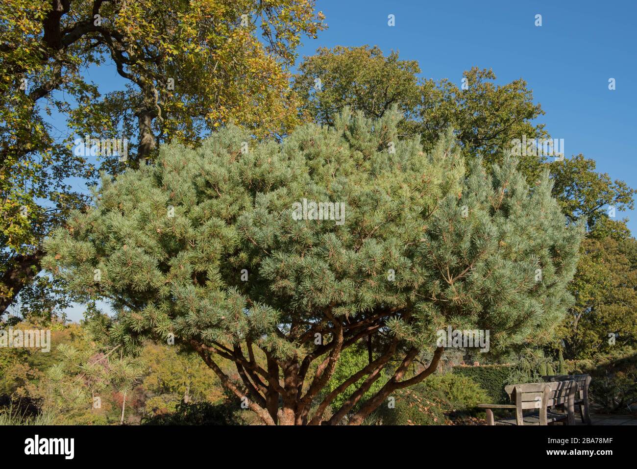 Winter Foliage of a Scots Pine Shrub (Pinus sylvestris 'Beuvronensis') in a Country Cottage Garden in Rura Surrey, England, UK Stock Photo