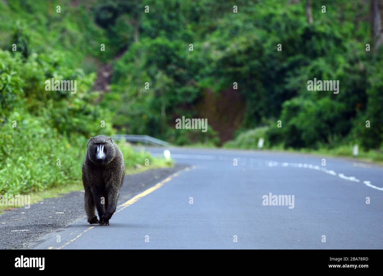 Olive baboon sitting on the road to Bonga, Ethiopia. Stock Photo