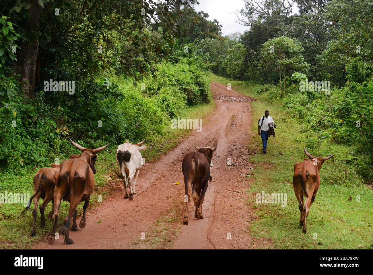 Cattle walking on a dirt road in the Kafa region of Ethiopia. Stock Photo