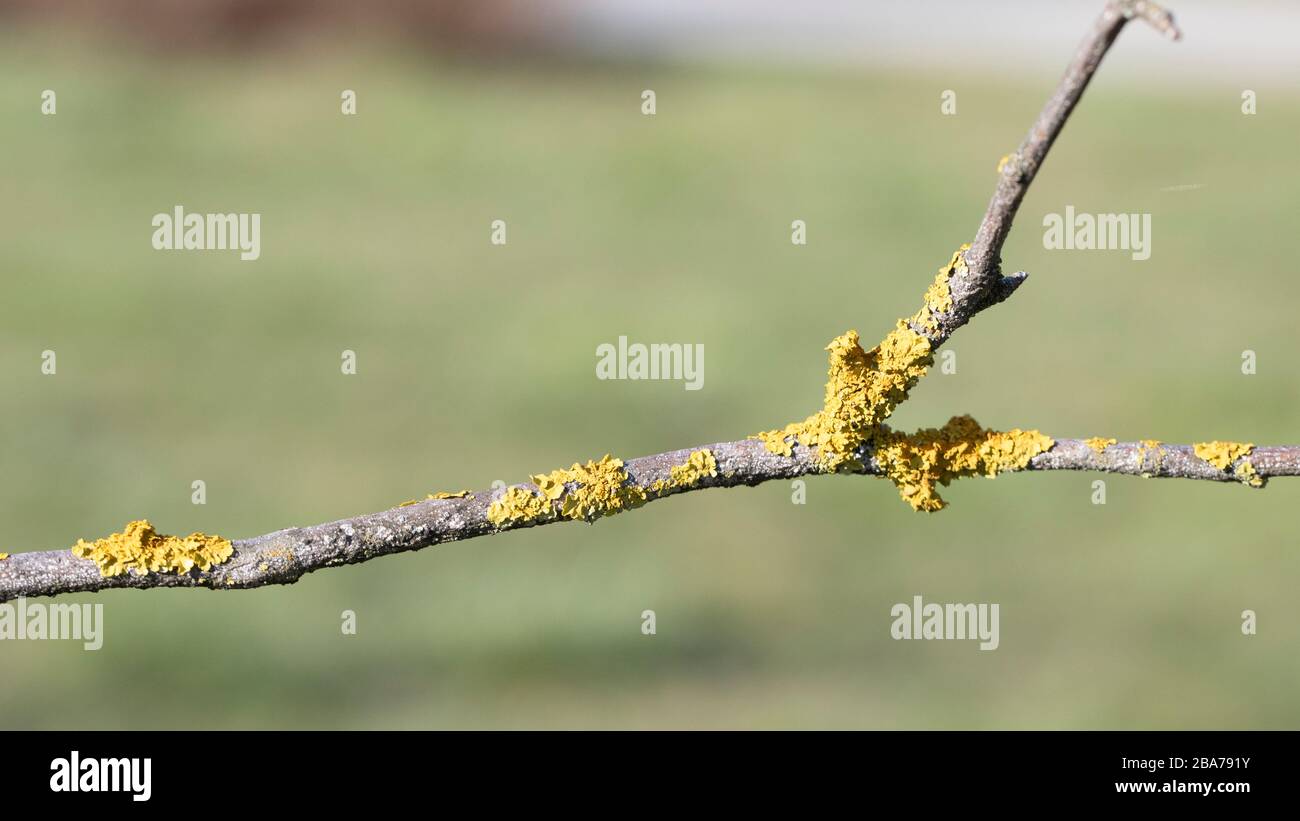 Fungal diseases on the branch of apple Stock Photo