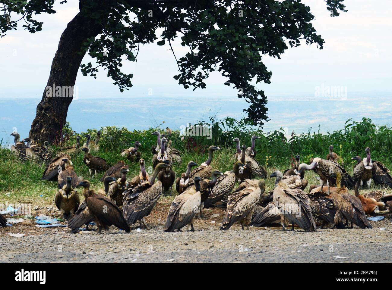 Vultures on the road to Bongo, Ethiopia. Stock Photo