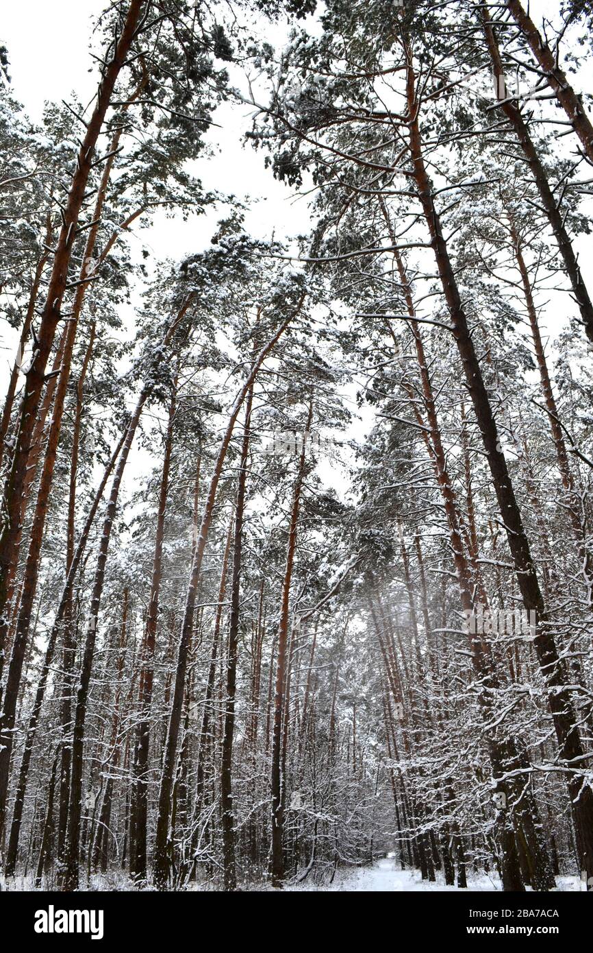 Walking in snowy park finland hi-res stock photography and images - Alamy