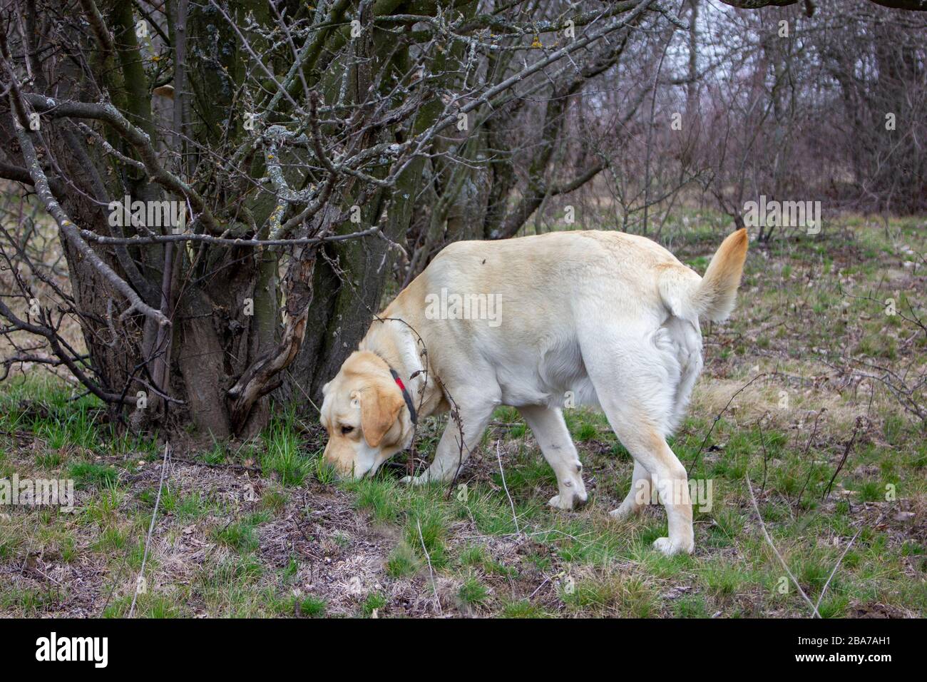 Dog sniffing tree hires stock photography and images Alamy