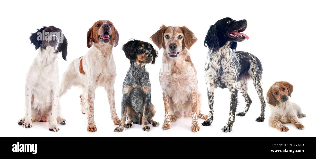 brittany dogs in front of white background Stock Photo - Alamy