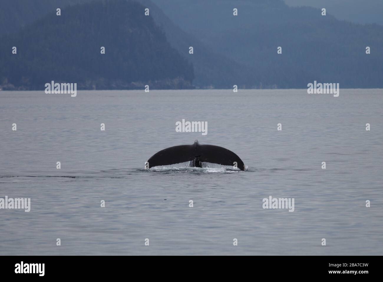Humpback whale fin slapping hi-res stock photography and images - Alamy